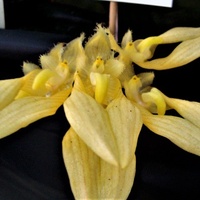  Bulbophylum Anannda