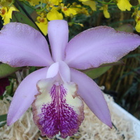 Cattleya Waldenii W 
