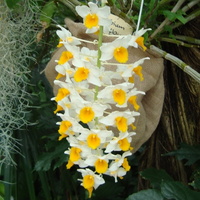 Dendrobium Thyrsiflorum kaskadowe .