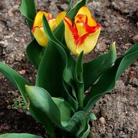 Dwubarwne tulipany