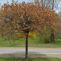 Eleganckie i kwitnące drzewo w parku
