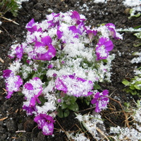 Kwiaty w śniegu