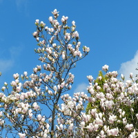 Kwitnąca Magnolia