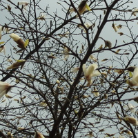 Magnolia, pół nieba kwiatków!