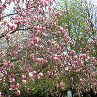 Magnolia ukwiecona