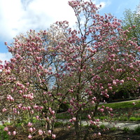 Magnolie kwitną