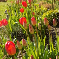 Moim tulipanom już czerwono :)