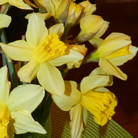 Narcyz-wiosenny kwiat
