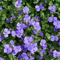 niebieskie kwiatki