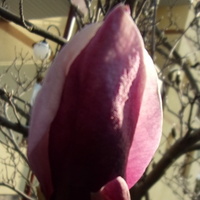 Różowa magnolia startuje.