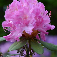 Rododendron, azalia
