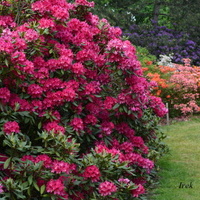 Rododendrony w OB
