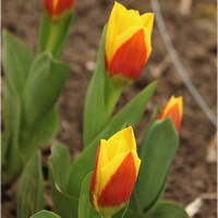 Słoneczne tulipany...