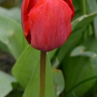 Sympatyczny tulipan