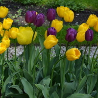Tulipany różne