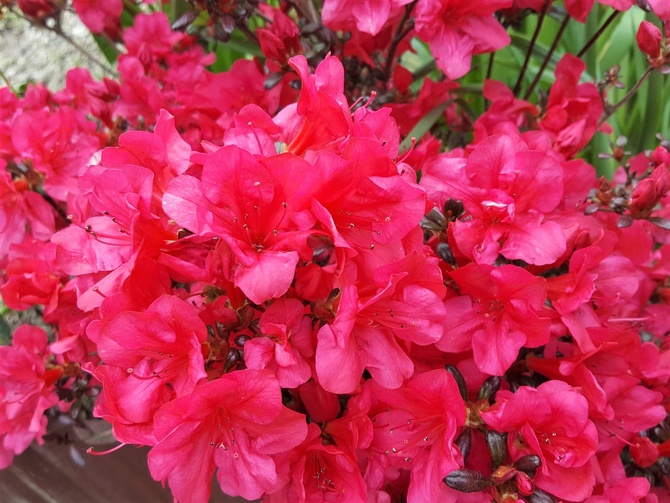Azalia japońska Rubinstern - Azalea japonica