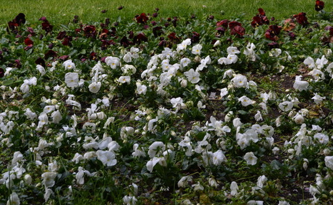 Dywanik kwiatkowy w parku