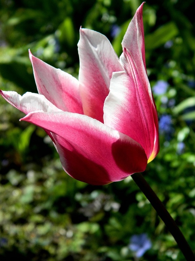 Kolejny tulipan:)