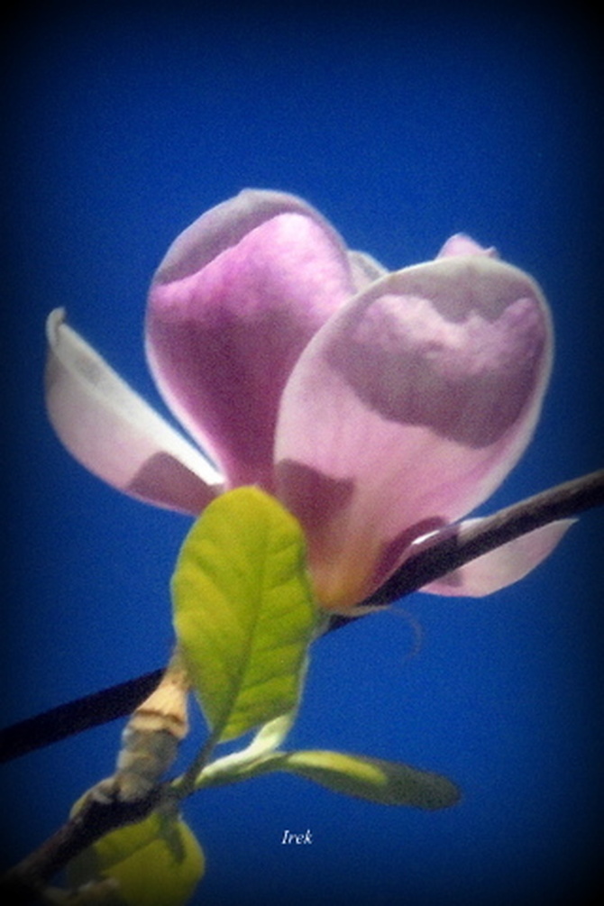 Magnolia, kwiat