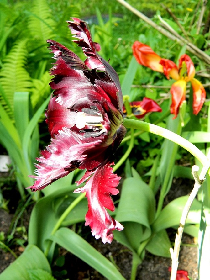 Ostatni tulipan:)