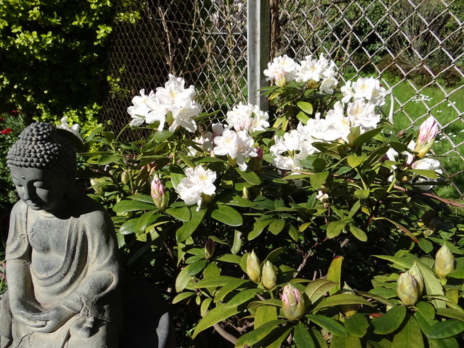 Pierwsze tegoroczne rododendrony