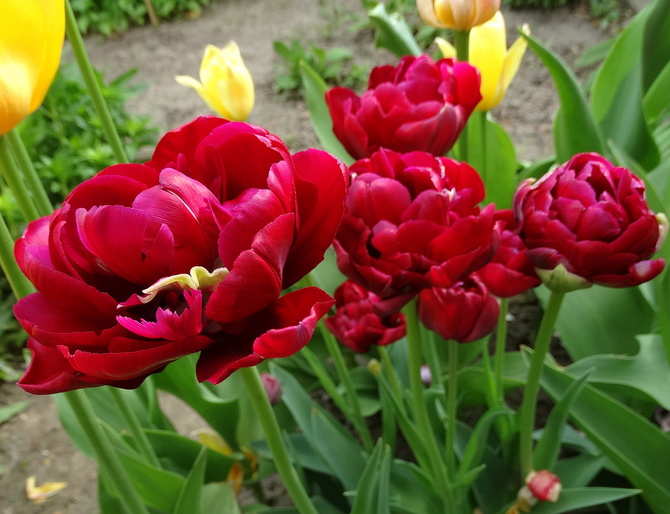Powoli ubywa tulipanów