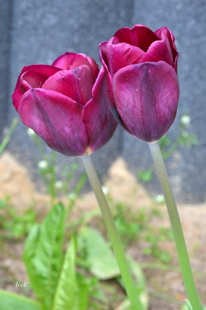 Przytulone tulipany