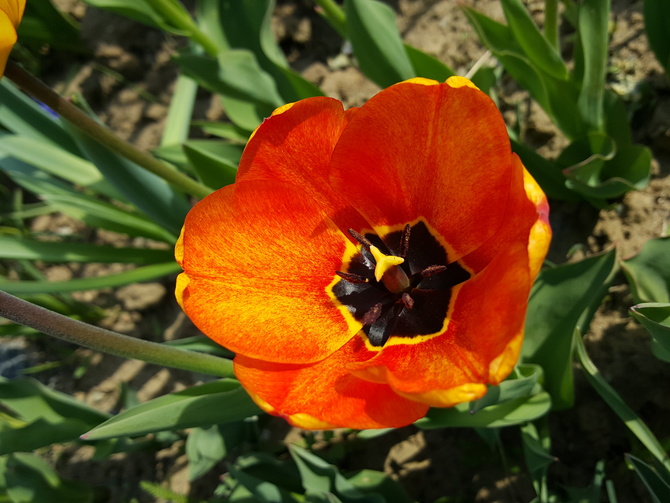 Słoneczny tulip....