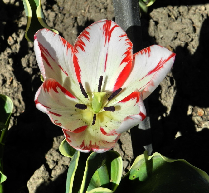 Tulipan biało-czerwony