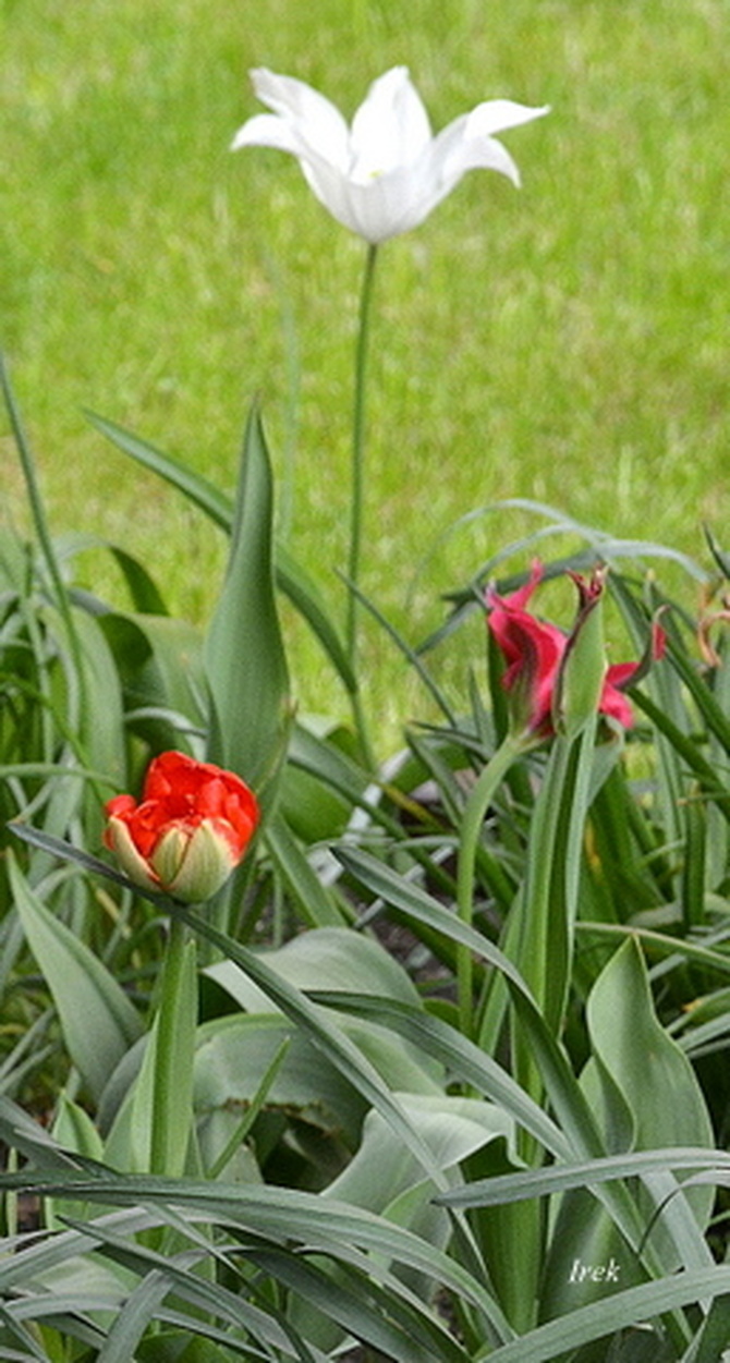 Tulipan biały (powiększ zdjęcie)