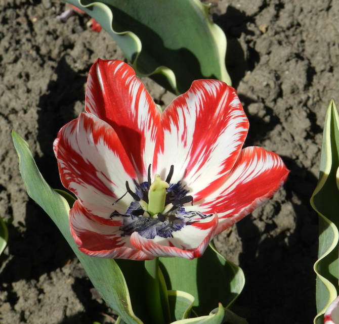 Tulipan czerwono-biały