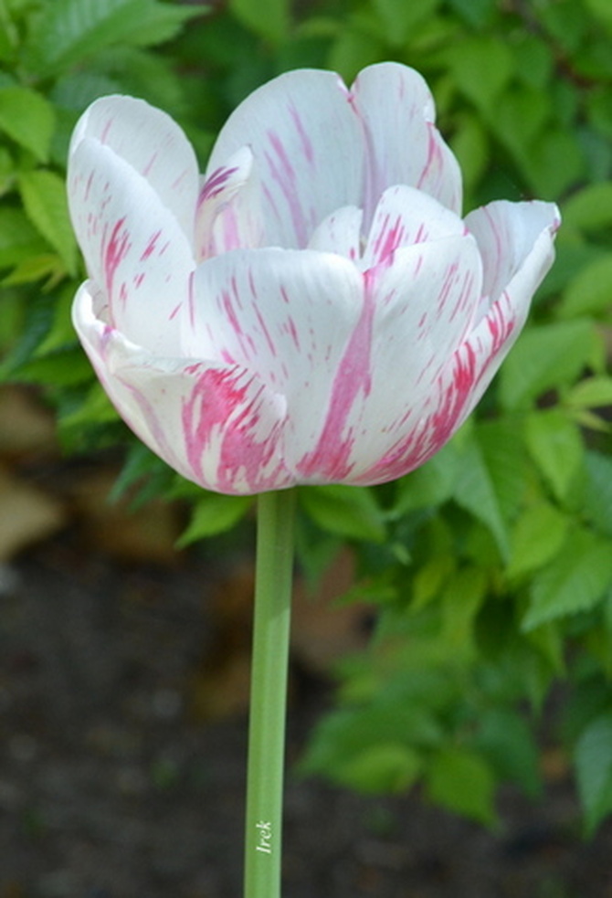 Tulipan dwukolorowy z bliska
