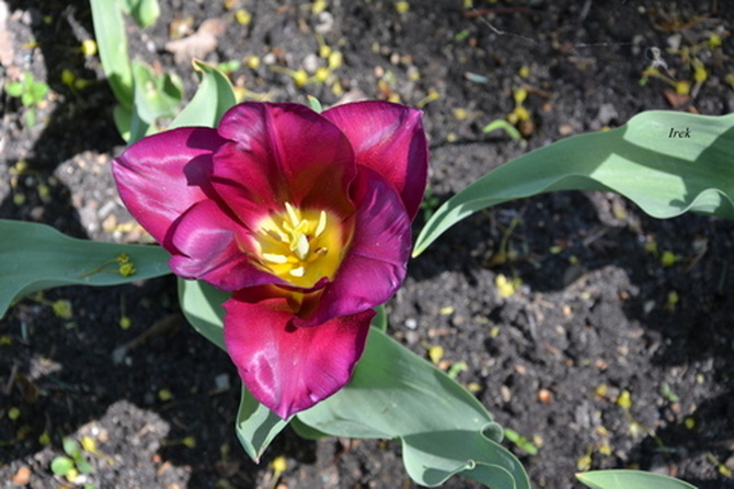 Tulipan niskopodłogowy