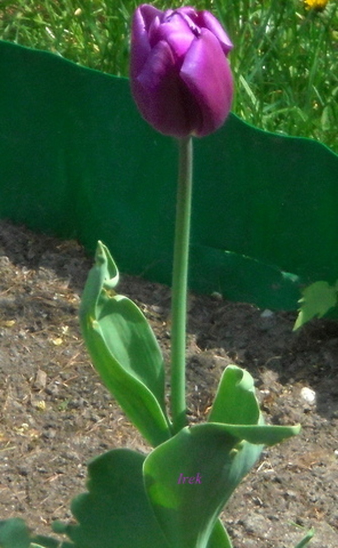 tulipan o ciemnej barwie.
