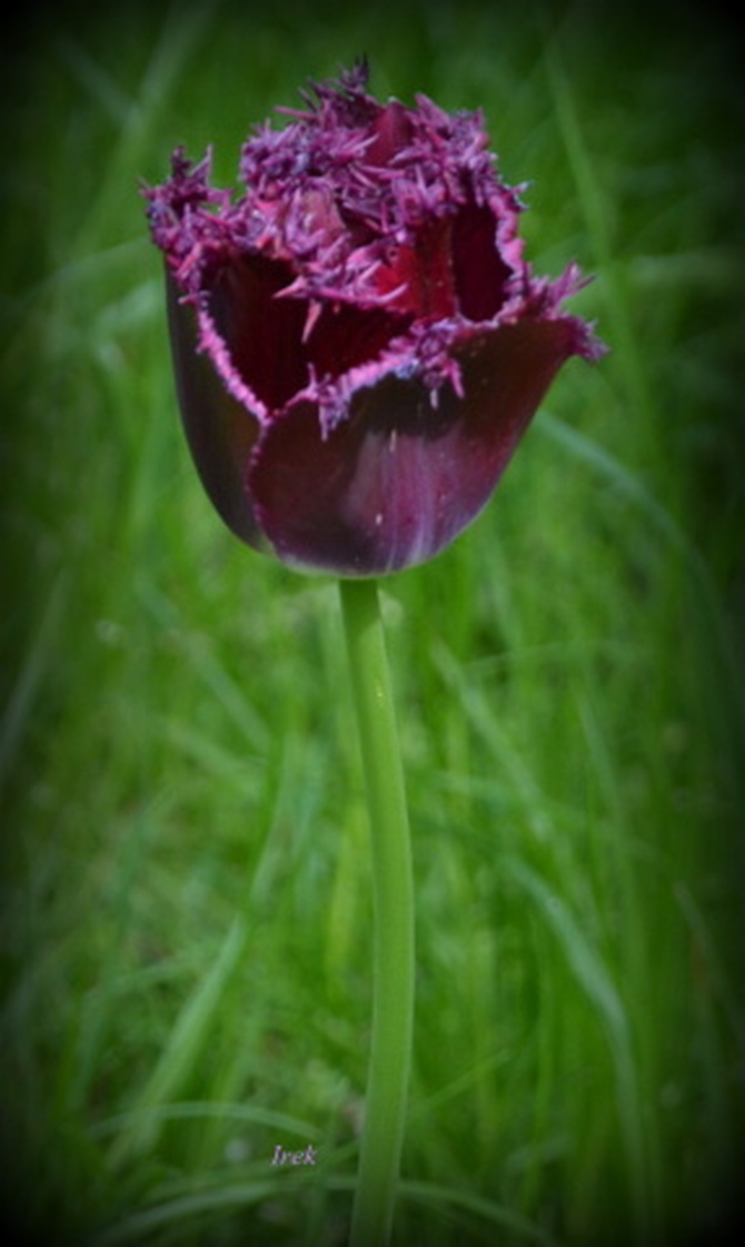 Tulipan w ciemnym kolorze