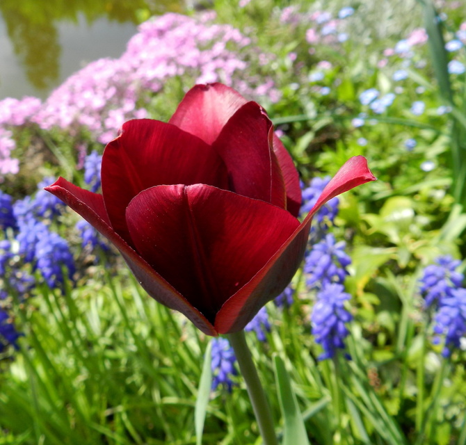 Tulipan ,wiosenny kwiat