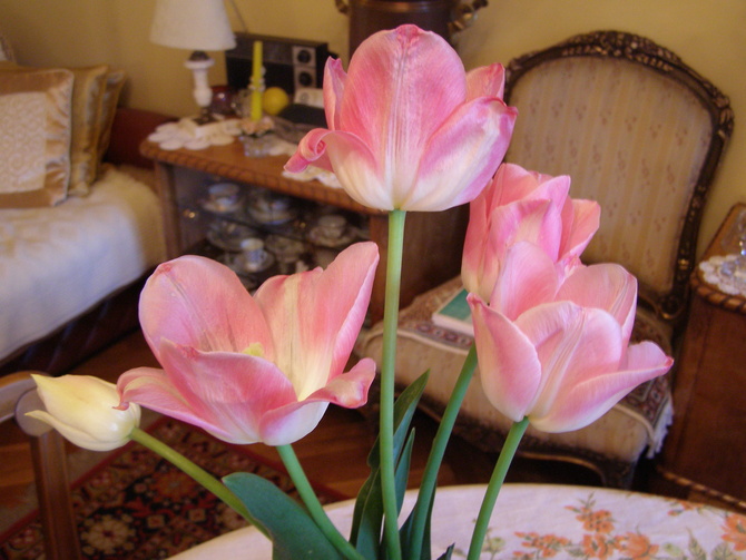 Tulipany Dynastia