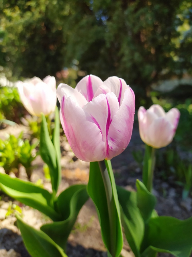 Tulipany - moje ulubione kwiaty