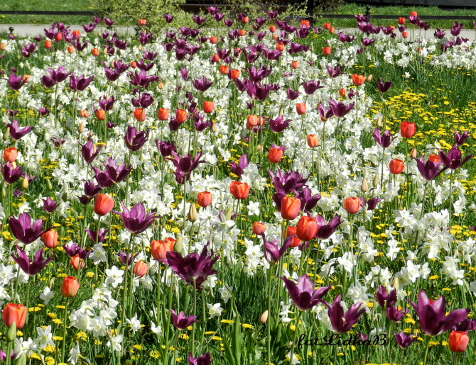 Tulipany na majowej łące