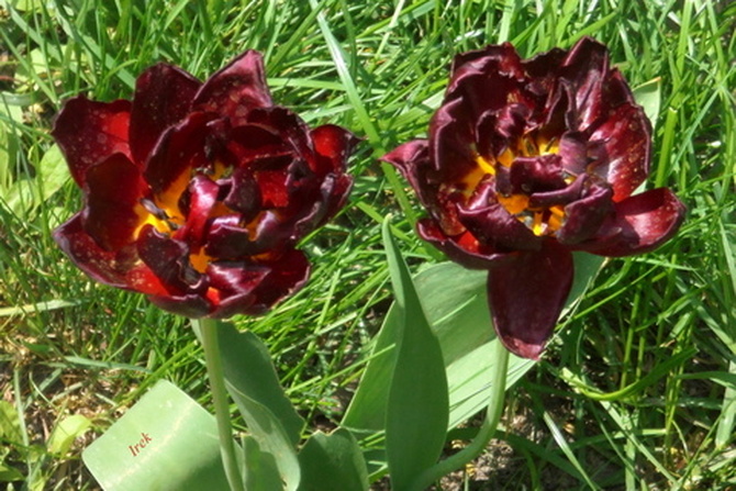 tulipany o bardzo ciemnej barwie.