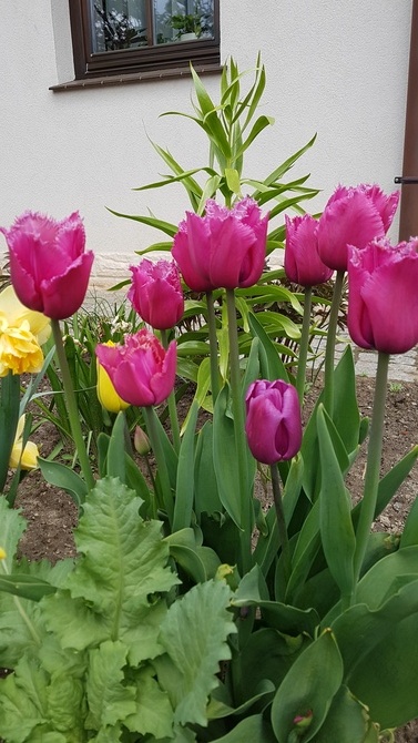 Tulipany postrzępione