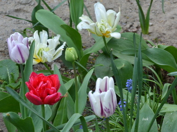 Tulipany różne