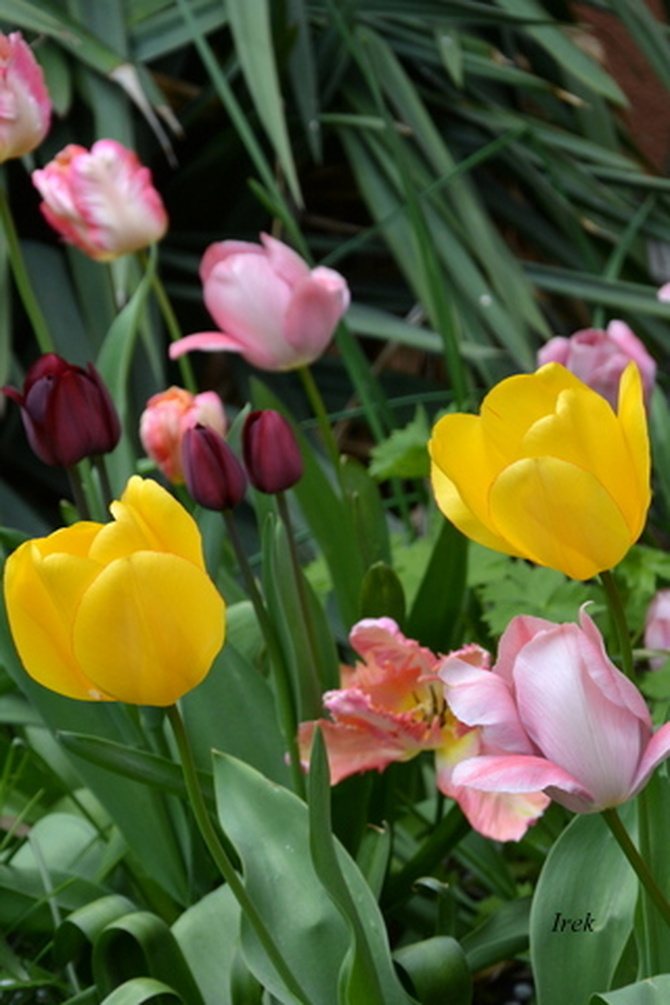 U mnie zaczynają więdnąć tulipany