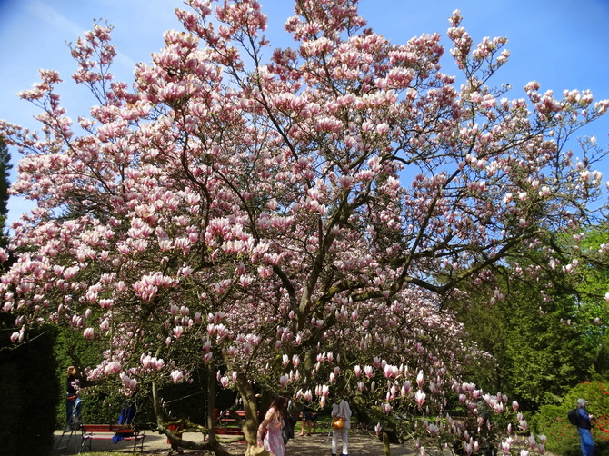W magnoliowym raju 