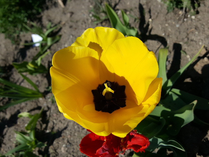 Świeżutki tulip...