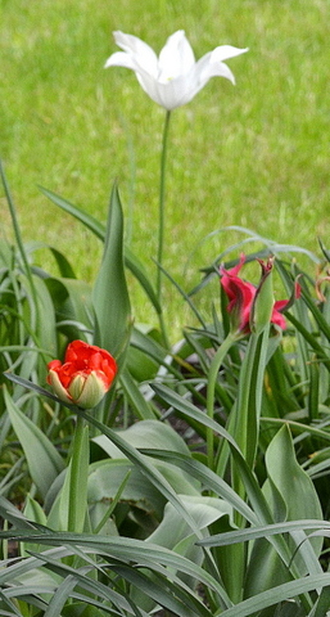 Wysoki biały tulipan