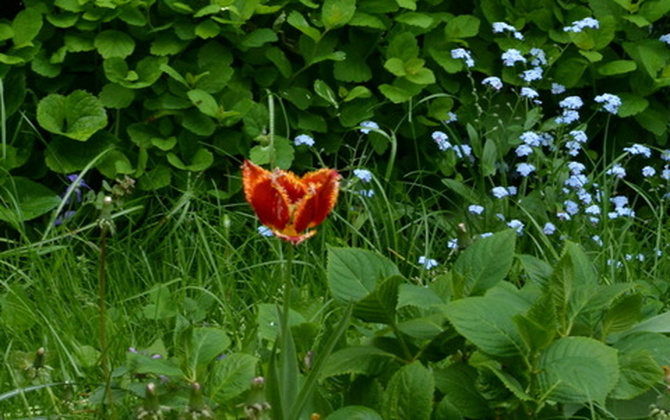 Zagubiony tulipan.