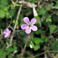 Bodziszek cuchnący (Geranium robertianum L.) 