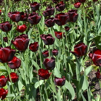 Ciemne tulipany w parku