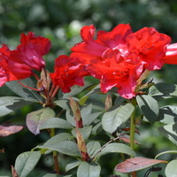 Czerwone kwiaty